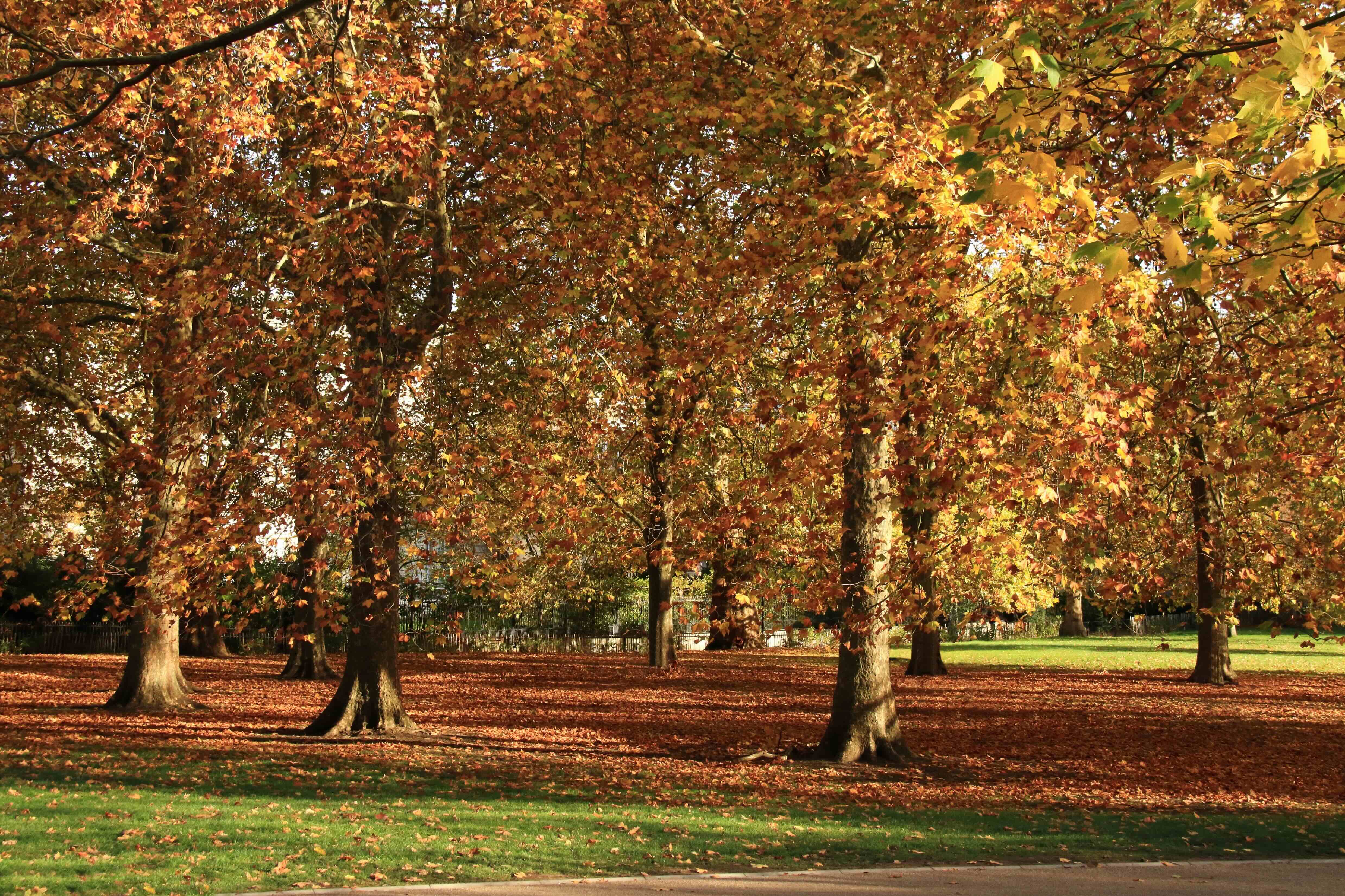 Green Park