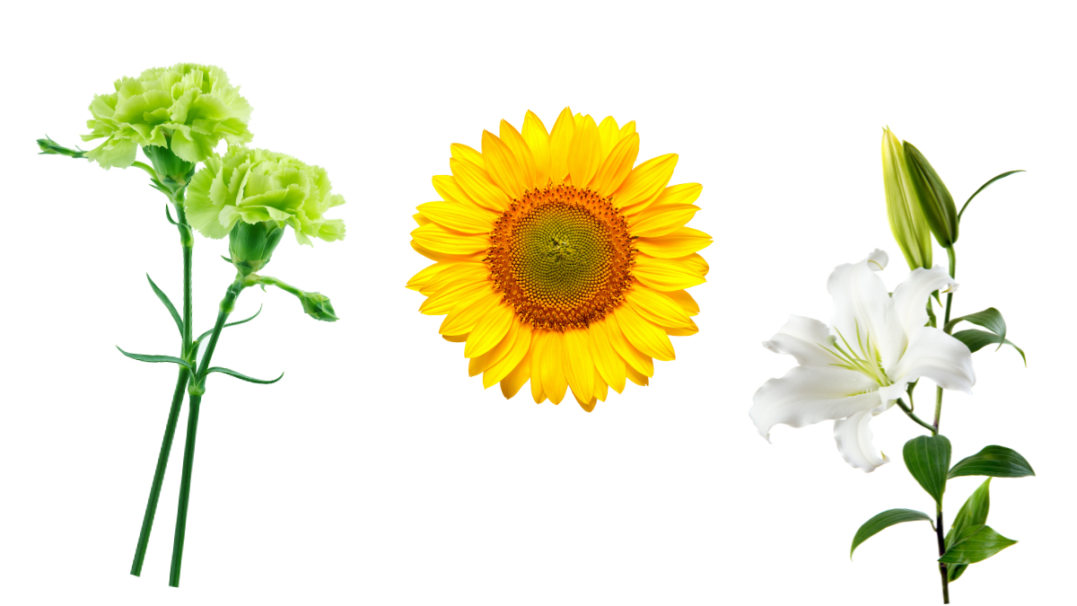 Wilde flowers