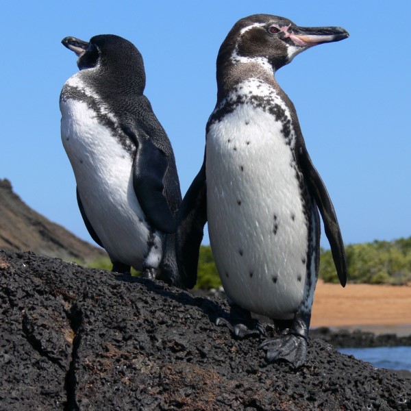 Two penguins on the Galapagos Islands